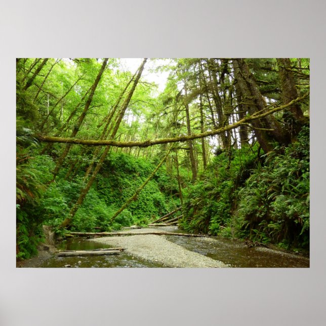 Fern Canyon I at Redwood National Park Poster (Front)
