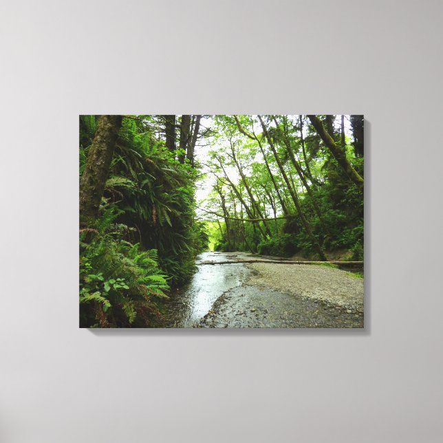 Fern Canyon II at Redwood National Park Canvas Print (Front)