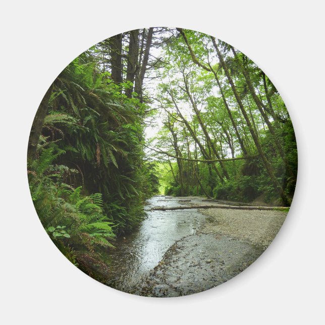 Fern Canyon II at Redwood National Park Magnet (Front)