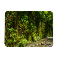Fern Canyon Redwood National Park California