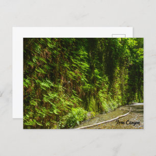 Fern Canyon Redwood National Park California Postcard