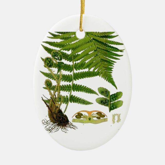 Fern Ceramic Tree Decoration (Front)