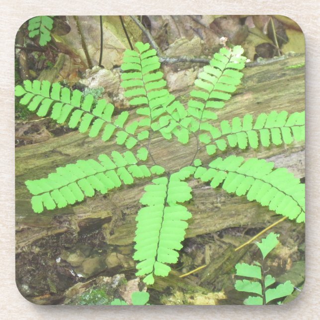 Fern Coaster (Front)