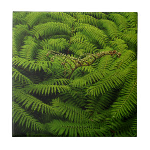 Fern Fine Art Photograph Tile