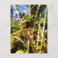 Fern Frond Postcard