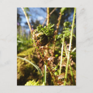 Fern Frond Postcard