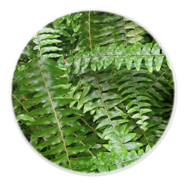 Fern Fronds I Green Nature Ceramic Knob (Front)