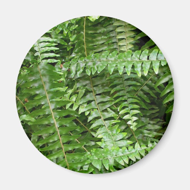 Fern Fronds I Green Nature Magnet (Front)