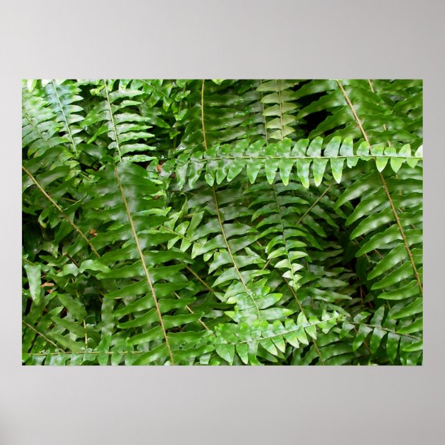 Fern Fronds I Green Nature Poster (Front)