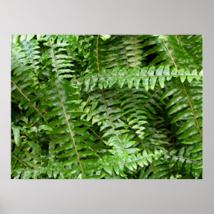 Fern Fronds I Green Nature Poster