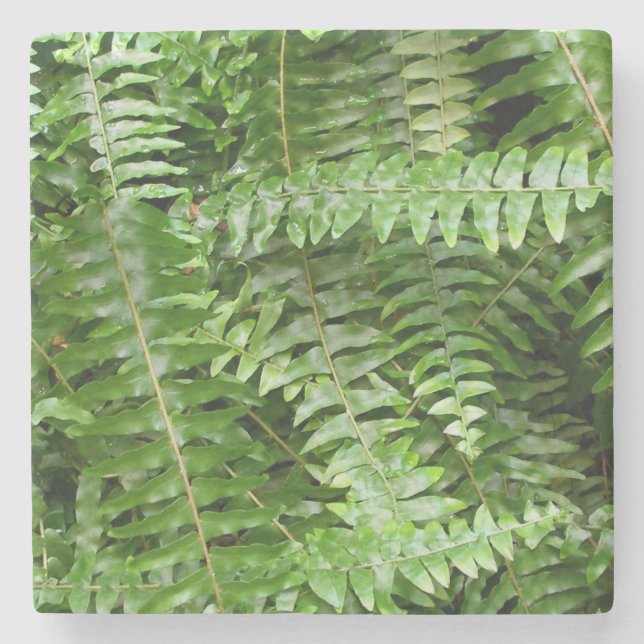 Fern Fronds I Green Nature Stone Coaster (Front)