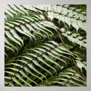 Fern Fronds II Dark Green Nature Poster