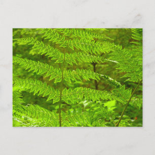Fern Fronds III Green Nature Botanical Postcard
