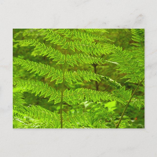 Fern Fronds III Green Nature Botanical Postcard (Front)