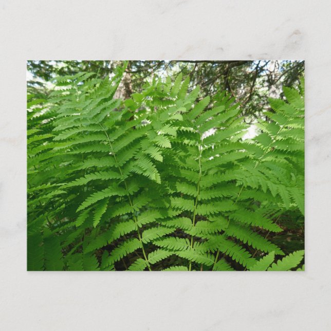 Fern Fronds IV Green Nature Botanical Postcard (Front)