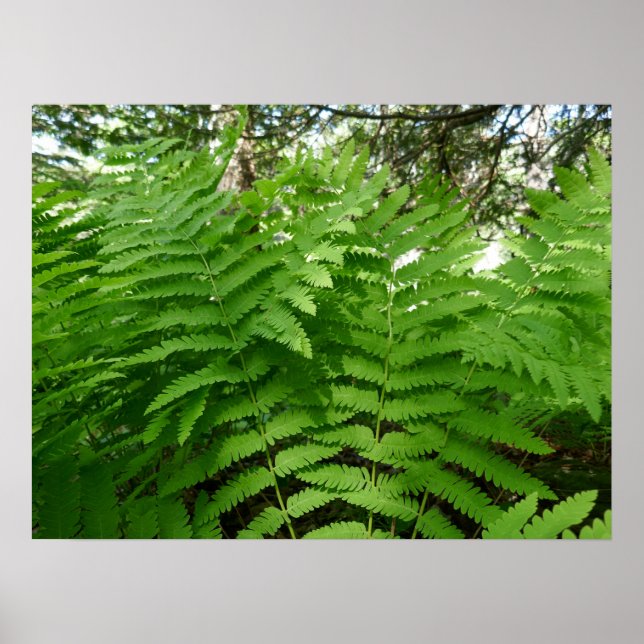 Fern Fronds IV Green Nature Botanical Poster (Front)