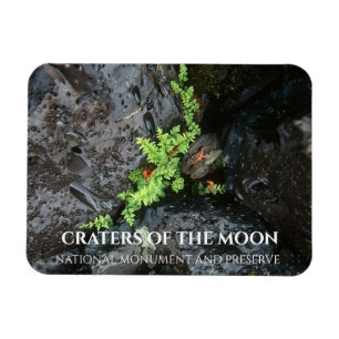 Fern Growing in Lava, Craters of the Moon, Idaho Magnet