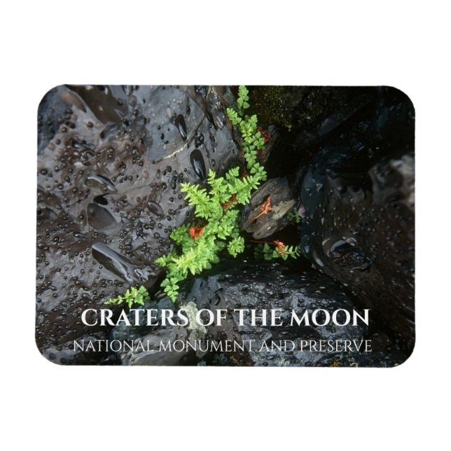 Fern Growing in Lava, Craters of the Moon, Idaho Magnet (Horizontal)