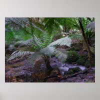 Fern gully