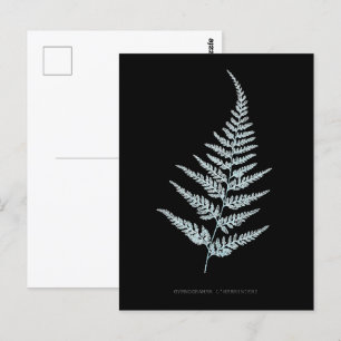 Fern - Gymnogramma L’herminieri. X-ray effect – 05 Postcard