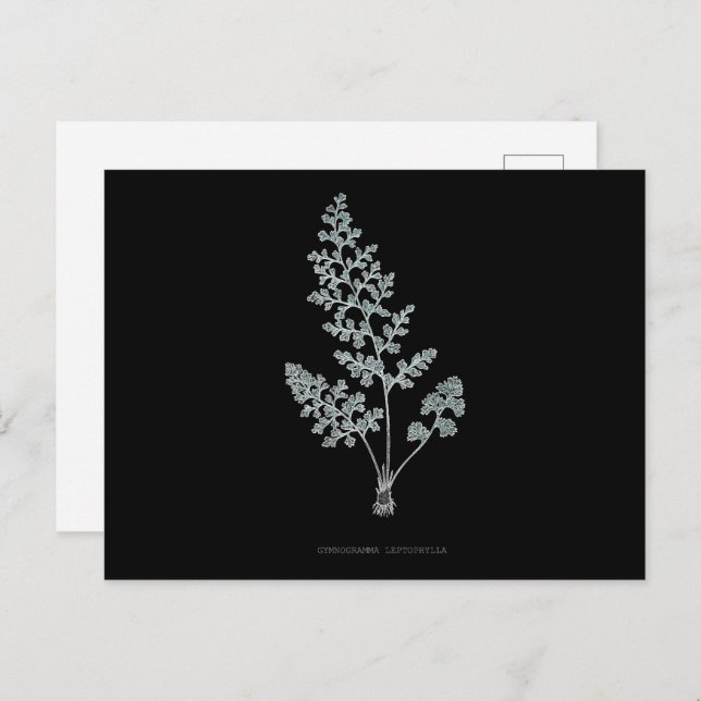 Fern - Gymnogramma Leptophylla - X-ray effect – 04 Postcard (Front/Back)