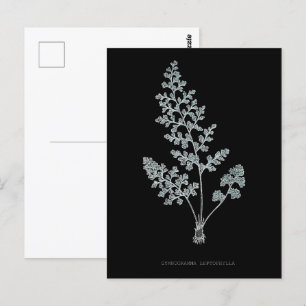 Fern - Gymnogramma Leptophylla - X-ray effect – 04 Postcard