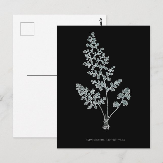 Fern - Gymnogramma Leptophylla - X-ray effect – 04 Postcard (Front/Back)
