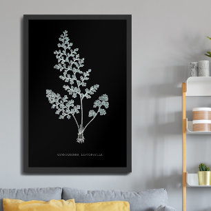 Fern - Gymnogramma Leptophylla - X-ray effect – 04 Poster