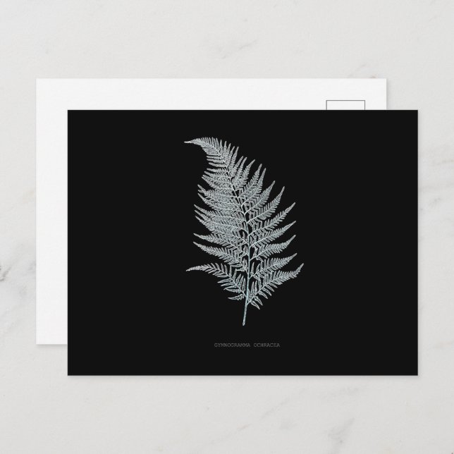 Fern - Gymnogramma Ochracea - X-ray effect - 02 Postcard (Front/Back)