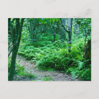 Fern Hiking Trail Post Card