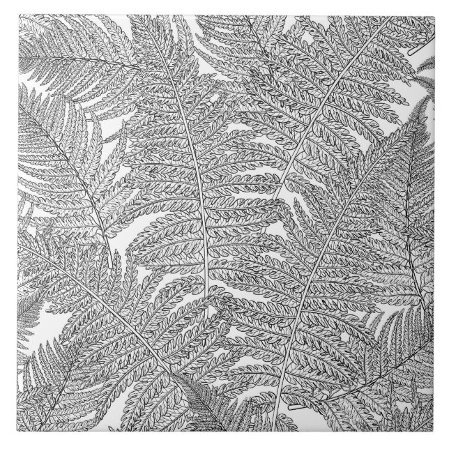 Fern in black and white tile (Front)