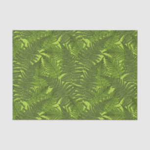 Fern in green tissue paper