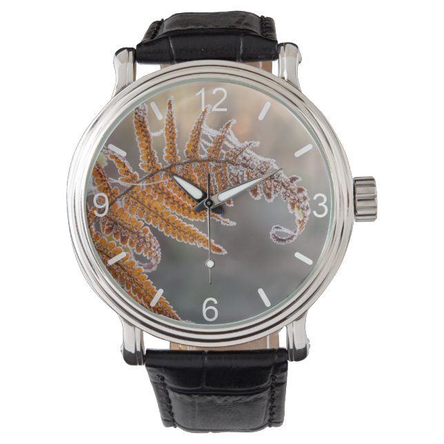 Fern Leaf with Icy Frost in a Cold Winter Nature - Watch (Front)