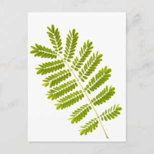 Fern leaves isolated postcard