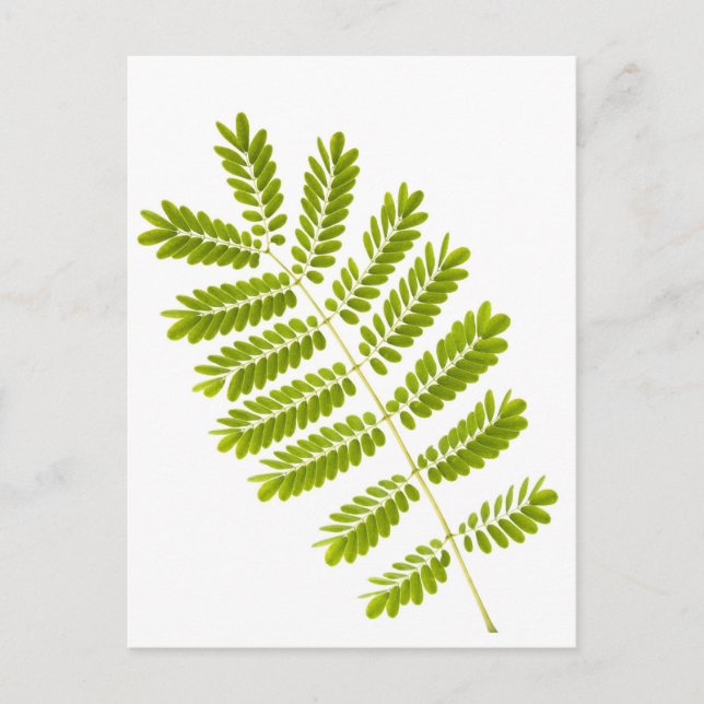 Fern leaves isolated postcard (Front)