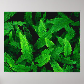 Fern Leaves Nature Photography Poster
