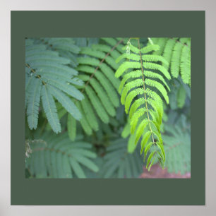 Fern Leaves Photo Poster