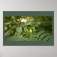 Fern Leaves Photo Poster