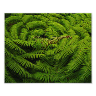 Fern Leaves Portrait Photo Print