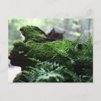 Fern & Moss Postcard