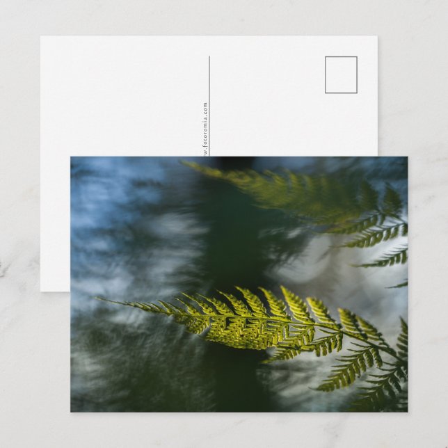 Fern Nature Photo Postcard (Front/Back)