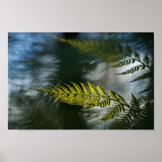 Fern Nature Photo Poster (Front)
