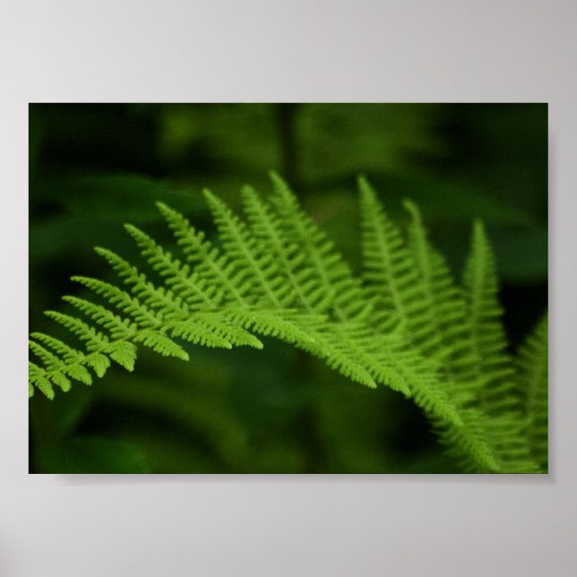 Fern P6597 Print (Front)