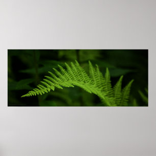 Fern P6597 Print