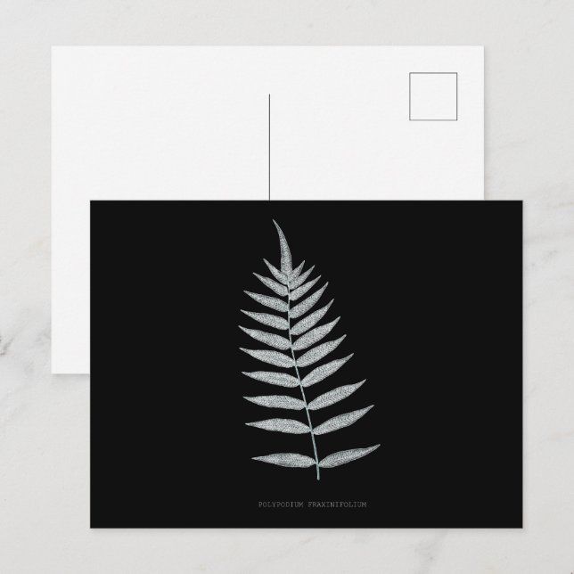 Fern - Polypodyum Fraxinifolium - X-ray effect -08 Postcard (Front/Back)