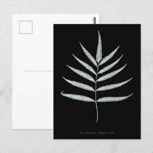 Fern - Polypodyum Grandidens - X-ray effect - 10 Postcard