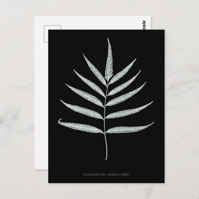 Fern - Polypodyum Grandidens - X-ray effect - 10 Postcard (Front/Back)