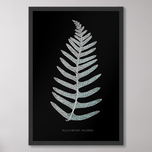 Fern - Polypodyum Vulgare - X-ray effect - 09 Photo Print