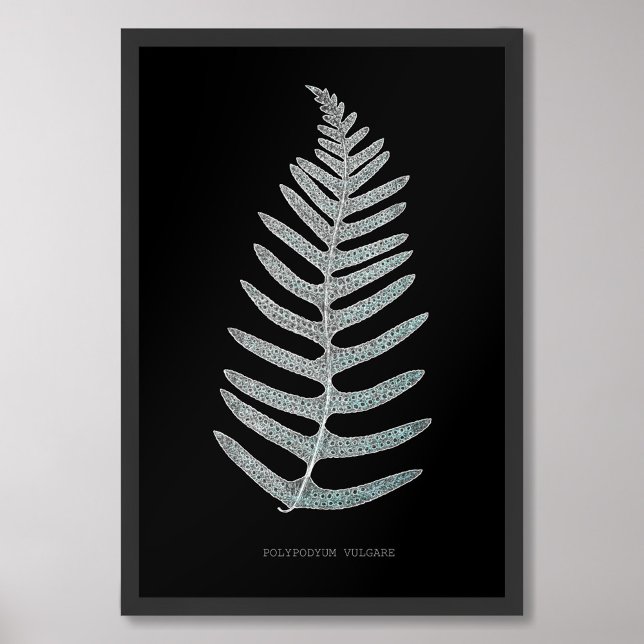 Fern - Polypodyum Vulgare - X-ray effect - 09 Photo Print (Creator Uploaded)