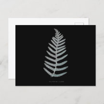 Fern - Polypodyum Vulgare - X-ray effect - 09